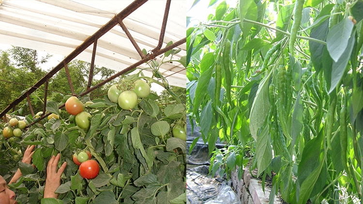 中农共信有机瓜菜工厂招商-有机蔬菜收货-石家庄创业投资项目选择
