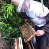 批发农家蜂蜜 纯天然蜂蜜 野生土蜂蜜 有机蜂蜜质量第一 假一赔十