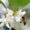 农户直销纯天然桔子蜂蜜 野生土蜂蜜 孕妇金桔蜂蜜 美容蜂蜜