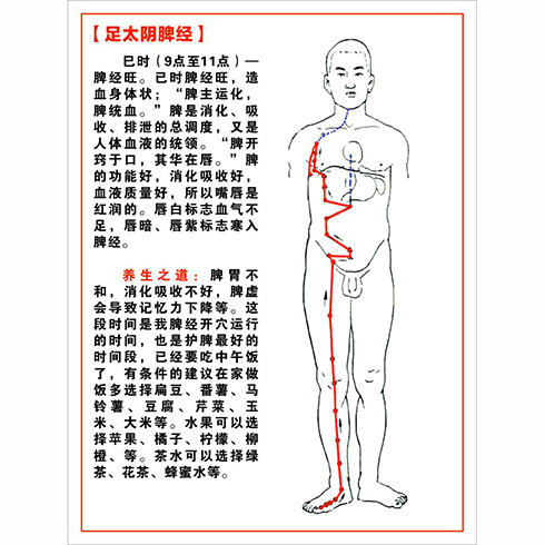 足太阴脾经