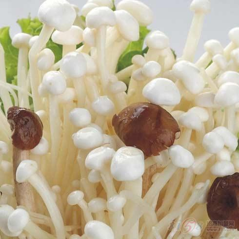 中盛永基食用菌-常规菇