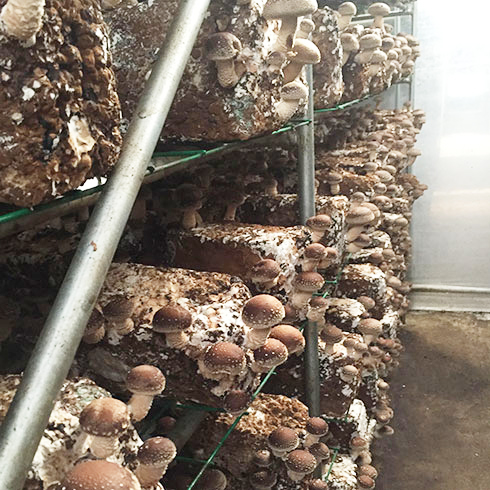 中盛永基食用菌-香菇培育室
