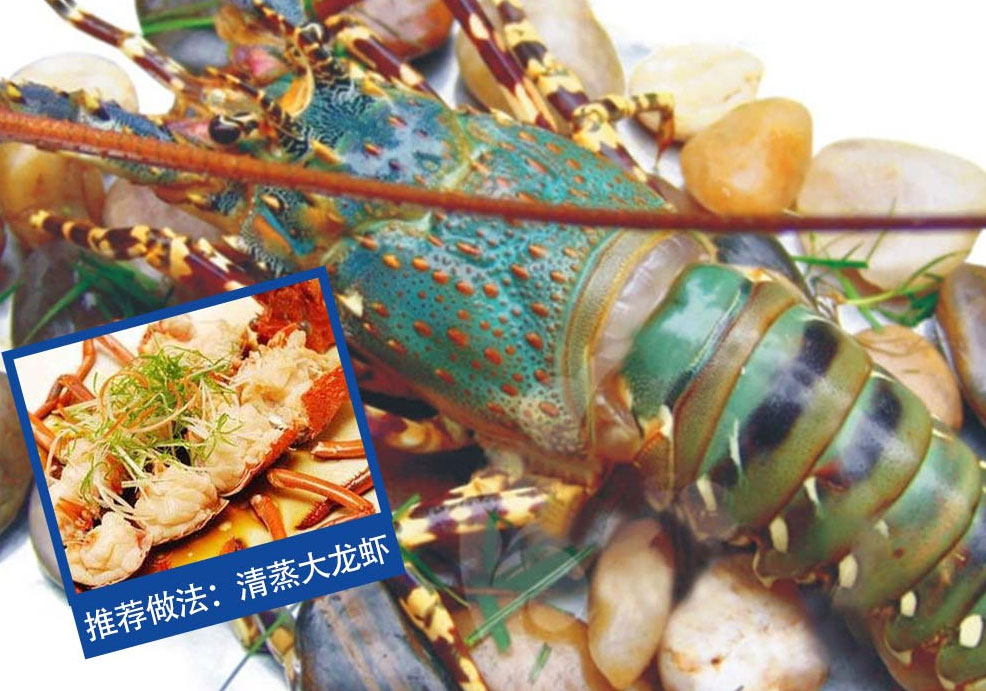 蟹太太-澳洲龙虾