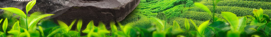 闽福泰茶叶加盟天然绿色