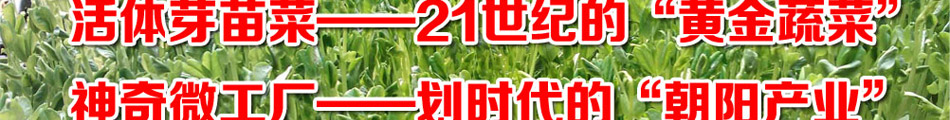 爽舌尖芽苗菜加盟芽苗菜无土种植技术