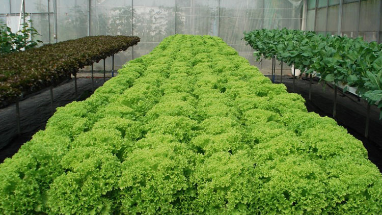 中农共信有机瓜菜工厂创业-无土栽培技术培训-有机蔬菜市场前景