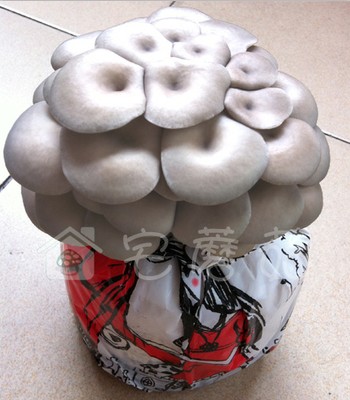 美格生态桌宠宅蘑菇
