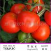 常庆农业高产抗病性强番茄种子“幸运石”