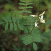 恒堡生物科技黄芪活性黄酮提取物