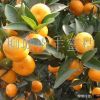 南丰蜜桔南丰蜜桔