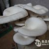 绿色无公害平菇