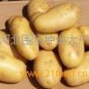 土豆 马铃薯
