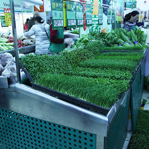 爱心农场芽苗菜产品-豆芽菜