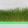 蔬心园芽苗菜产品-小麦芽苗菜