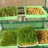 蔬心园芽苗菜产品-无土栽培芽苗菜