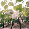 中农共信有机瓜菜工厂-无土栽培黄瓜