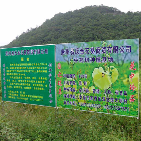 易金香金花葵种植基地