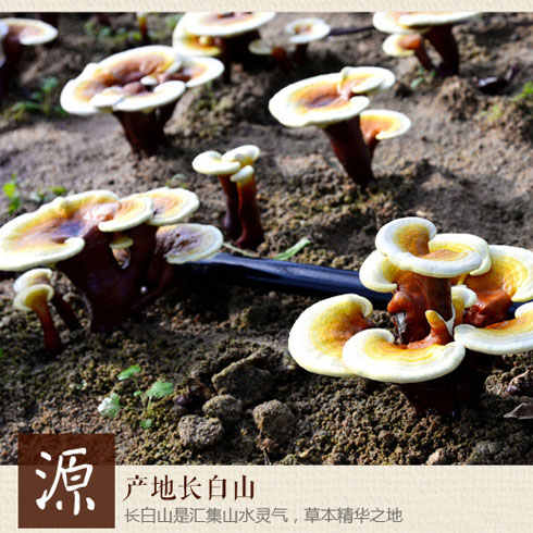 灵芝产于长白山