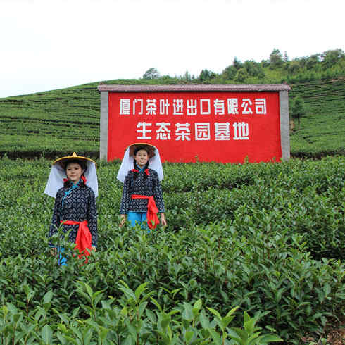 生态茶园基地