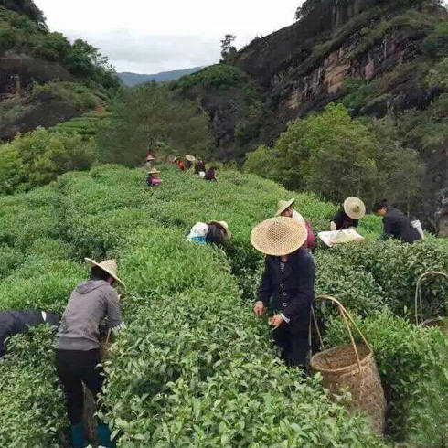 赛杯香茶园