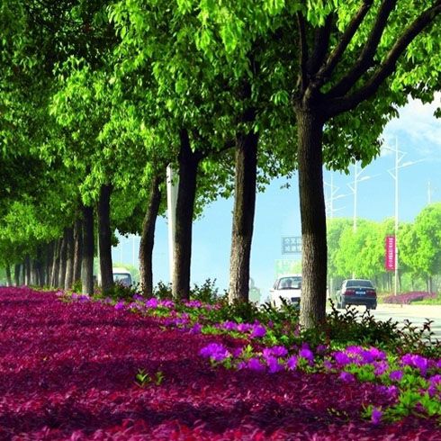 城市园林绿化