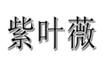 紫叶薇女装