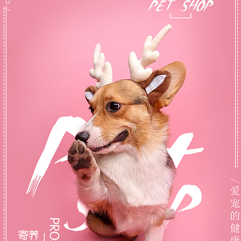 爱尚宠宠物店-柯基犬