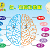 早教课程-全脑潜能开发
